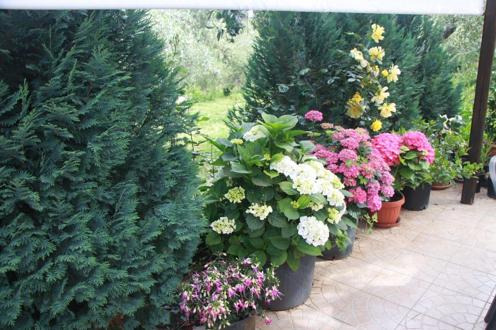 B&B La Terrazza Di Frascati Eksteriør bilde